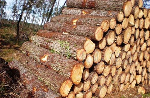 softwood lumber