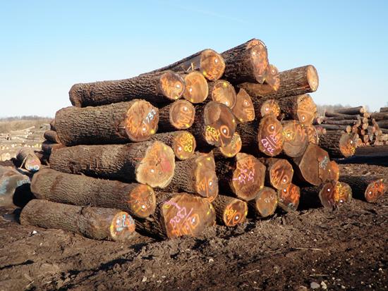 timber sourcing