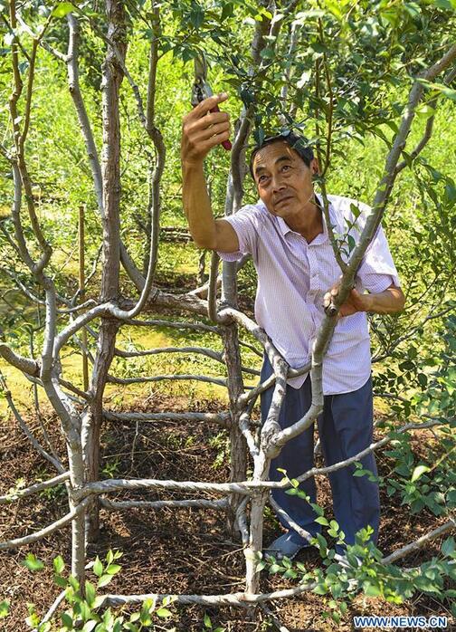 farmers grow trees in form of ecological furniture