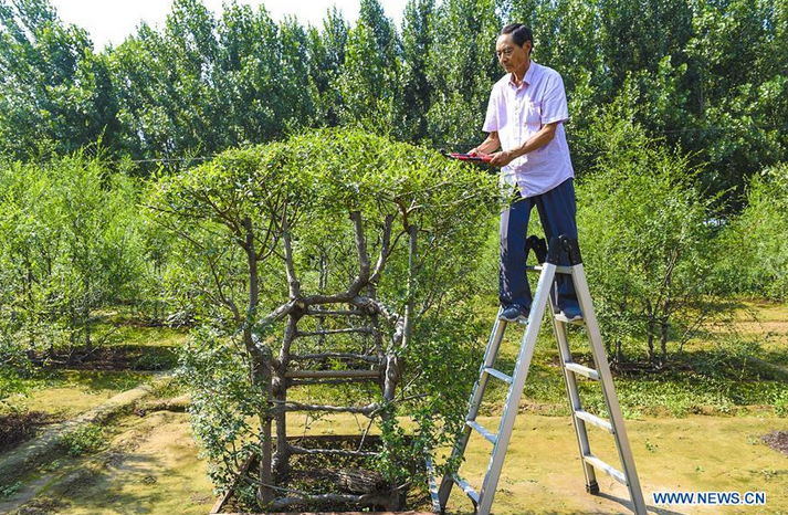 Shang Chunlin prunes tree branches of an "ecological furniture"