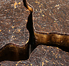 coffee table LI-SH15-18-155-1-4